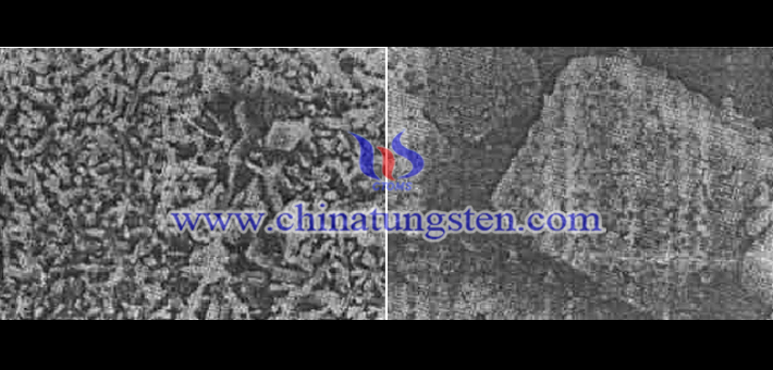 左圖為γ-氧化鎢和二氧化鎢共存的顆粒形貌圖（×6000），右圖為二氧化鎢的顆粒形貌（×1000）